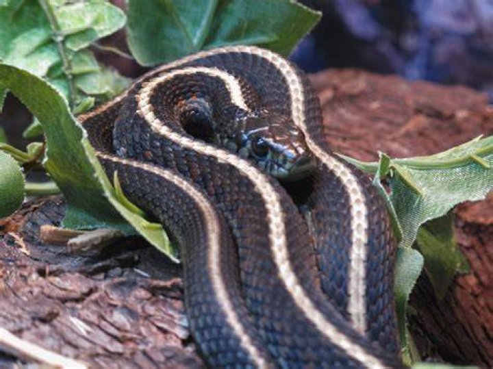 Are garden snakes bad