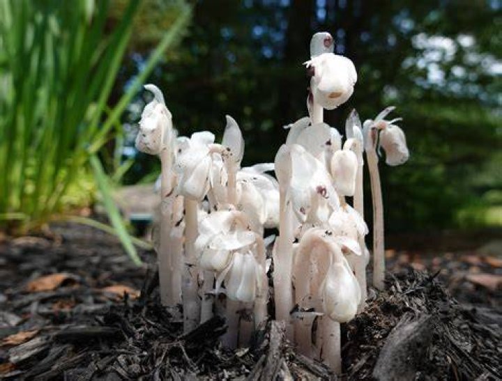 Are ghost plants rare