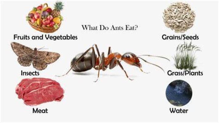 Can ants eat fig tree