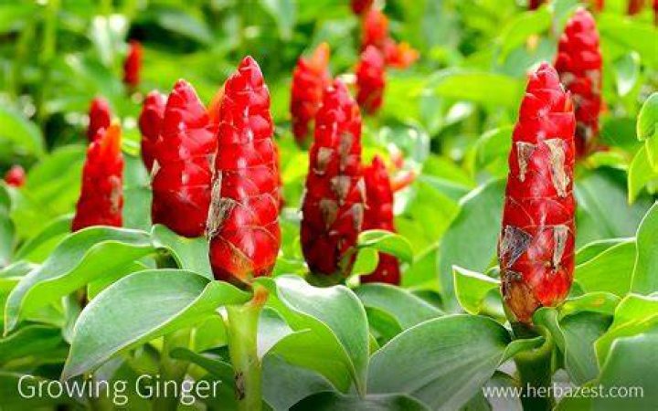 Can I grow red ginger