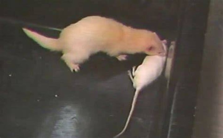 Do ferrets catch mice