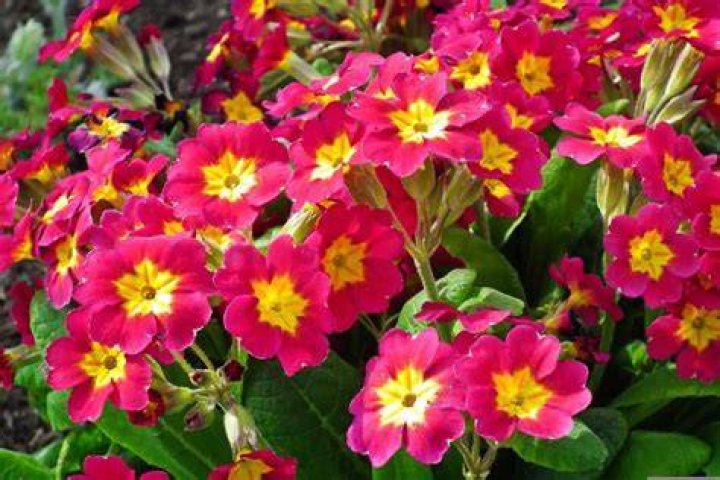 Do primroses multiply
