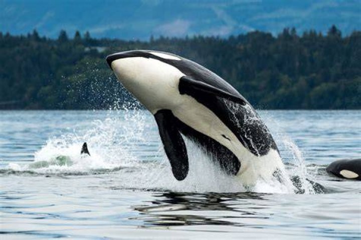 How do orcas paralyze