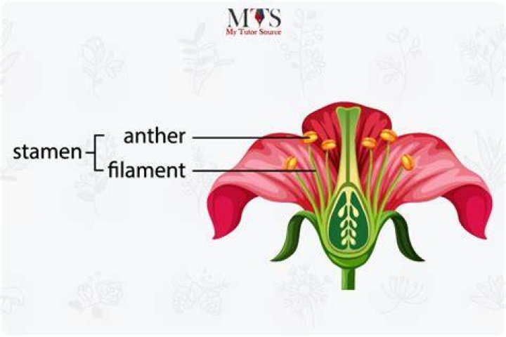 What is called stamen