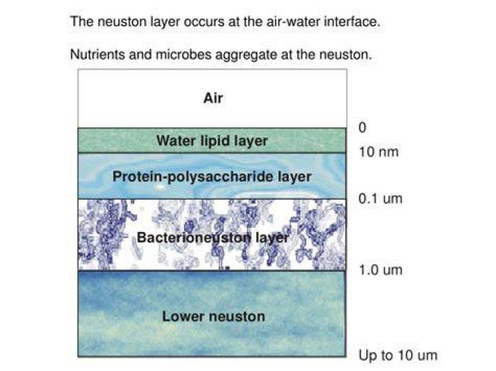 What is neuston layer