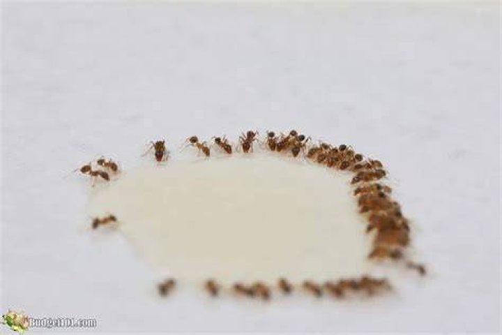 Why do ants eat borax